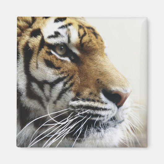 Tiger. Asahiyama Zoo, Hokkaido, Japan Magnet (Vorne)