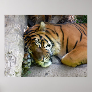 Tiger Asleep Poster