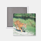 Tiger auf dem Weg Magnet (Vorderseite/Rückseite)