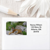 Tiger auf einem Felsen (Insitu)