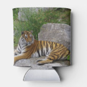Tiger auf einem Felsen Dosenkühler (Rückseite)