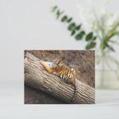 Tiger auf einer Log-Foto-Postkarte Postkarte (Stehend Vorderseite)