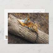 Tiger auf einer Log-Foto-Postkarte Postkarte (Vorne/Hinten)