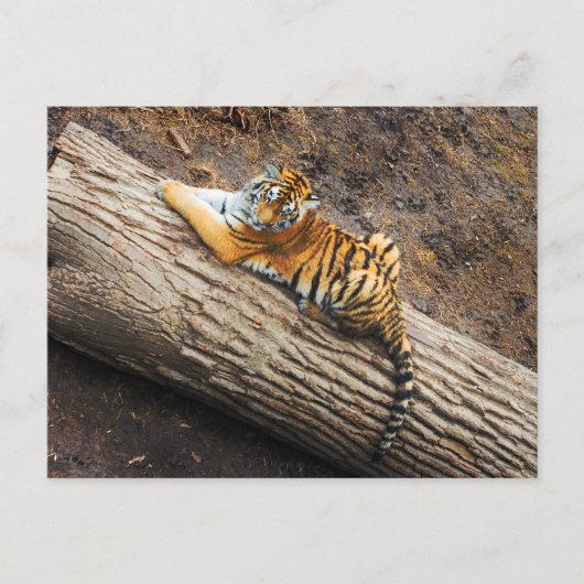Tiger auf einer Log-Foto-Postkarte Postkarte (Vorderseite)
