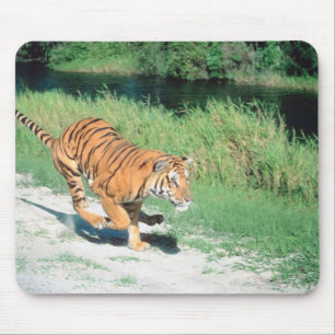 Tiger auf Weg Mousepad