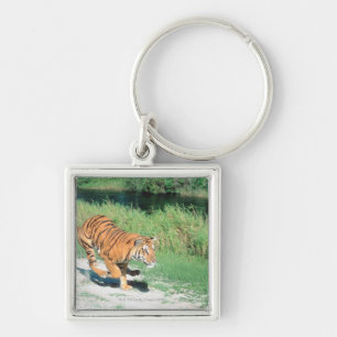 Tiger auf Weg Schlüsselanhänger