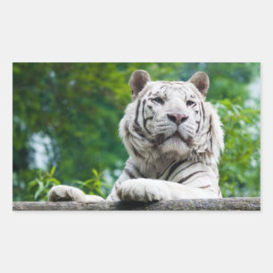 Tiger-Aufkleber Rechteckiger Aufkleber