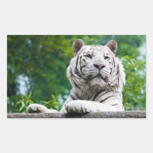 Tiger-Aufkleber Rechteckiger Aufkleber (Vorderseite)