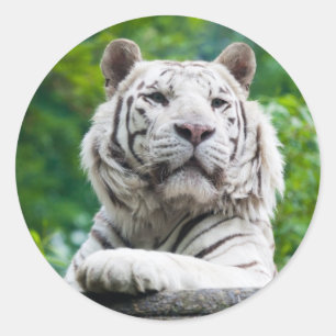 Tiger-Aufkleber Runder Aufkleber