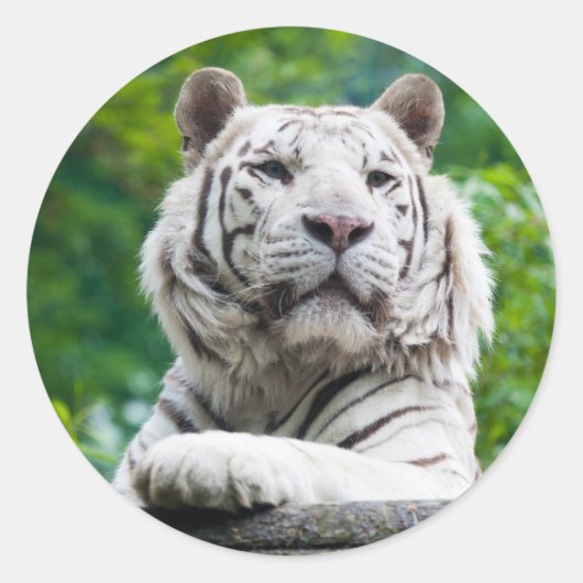 Tiger-Aufkleber Runder Aufkleber (Vorderseite)