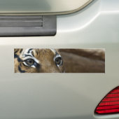 Tiger-Augen Autoaufkleber (Auf Auto)