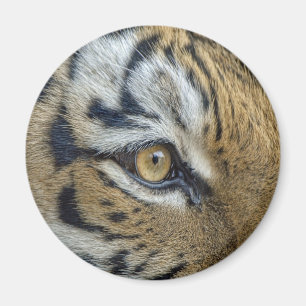 Tiger-Augen-Nahaufnahme Magnet