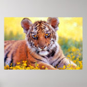 Tiger Baby Cub Poster (Vorne)