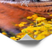 Tiger Baby Cub Poster (Ecke)