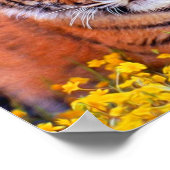 Tiger Baby Cub Poster (Ecke)