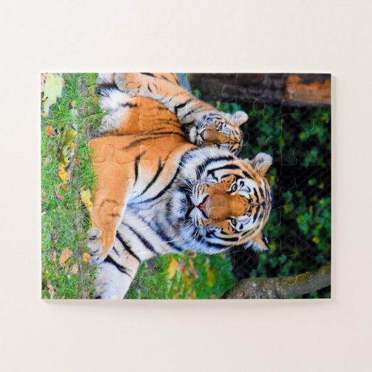 Tiger & Baby Posing Schöne Rasenmischung Puzzle (Horizontal)