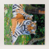 Tiger & Baby Posing Schöne Rasenmischung Puzzle (Horizontal)