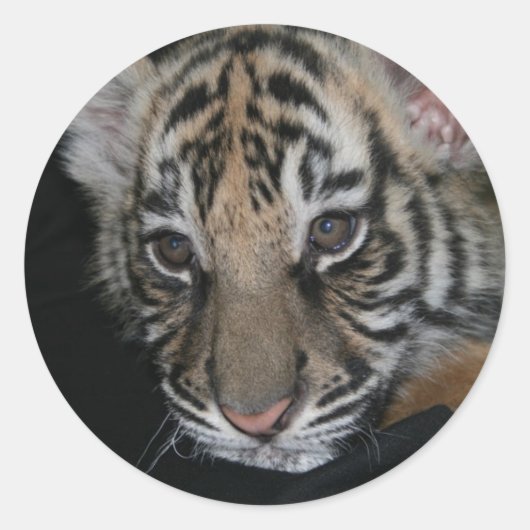 Tiger Baby Runder Aufkleber (Vorderseite)