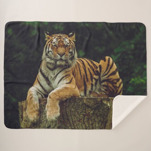 TIGER bei ERHOLUNG Sherpadecke (Vorderseite (Horizontal))