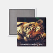 Tiger beobachtet dich magnet (Vorderseite/Rückseite)