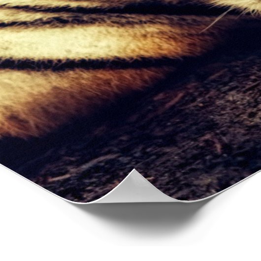 Tiger beobachtet dich poster (Ecke)