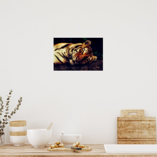 Tiger beobachtet dich poster (Küche)