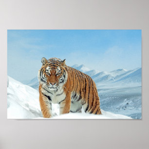 Tiger Berge Winterlandschaft Foto Schnee Drucken Poster
