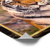Tiger Big Cat Closeup Foto Image Print Poster (Ecke)