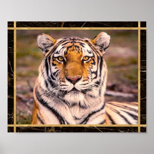 Tiger Big Cat Closeup Foto Image Print Poster (Vorne)
