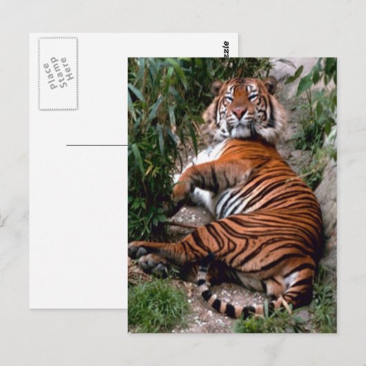 Tiger Big Cat-Drucke Postkarte (Vorne/Hinten)