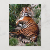Tiger Big Cat-Drucke Postkarte (Vorderseite)