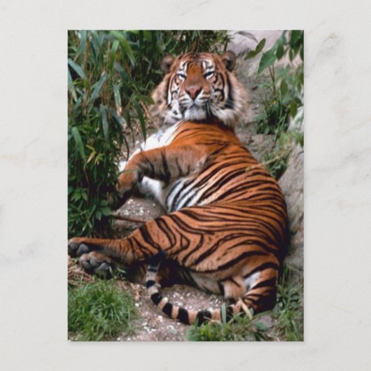 Tiger Big Cat-Drucke Postkarte (Vorderseite)