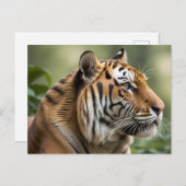 Tiger Big Cat Nature Wildlife Picture Postkarte (Vorne/Hinten)
