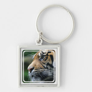 Tiger-Bild-Schlüsselanhänger Schlüsselanhänger