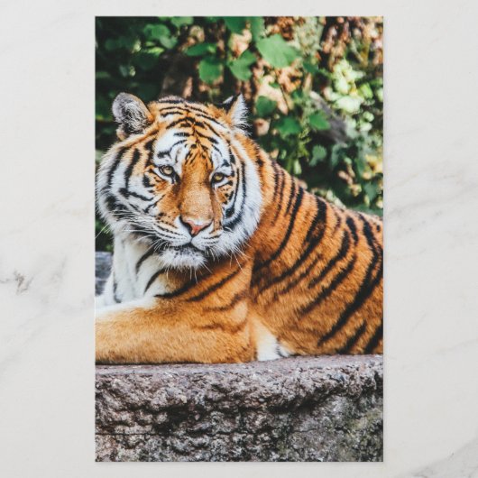 Tiger Briefpapier (Vorderseite)