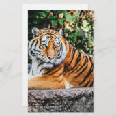 Tiger Briefpapier (Vorne/Hinten)