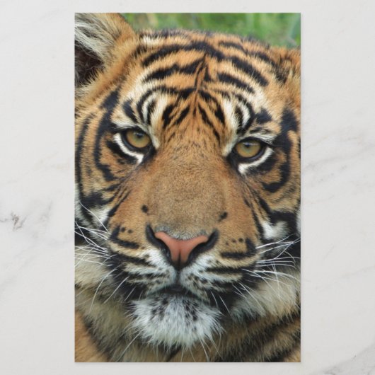 Tiger Briefpapier (Vorderseite)