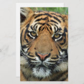 Tiger Briefpapier (Vorne/Hinten)