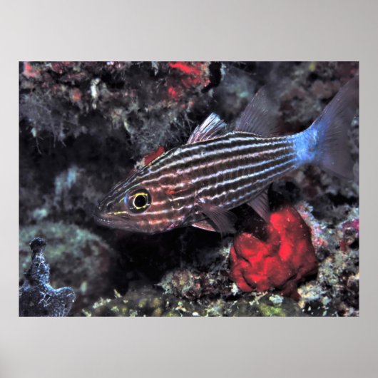 Tiger Cardinalis Poster (Vorne)