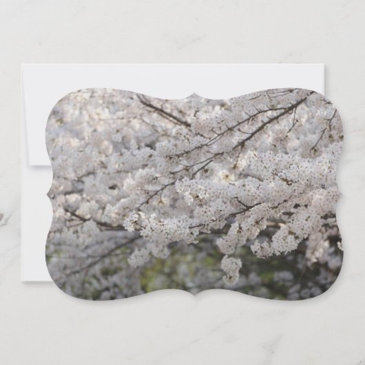 Tiger Cat Animal Stripes Muster Schicksal des Schi Einladung (Rückseite)