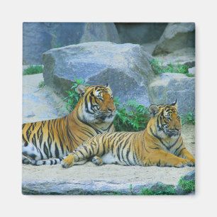 Tiger Cat Animal Stripes Muster Schicksal des Schi Magnet