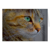 Tiger Cat Portrait (Vorderseite (Horizontal))