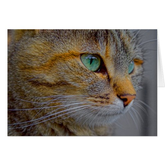 Tiger Cat Portrait (Vorderseite (Horizontal))