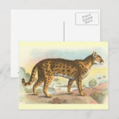 Tiger-Cat Postkarte (Vorne/Hinten)