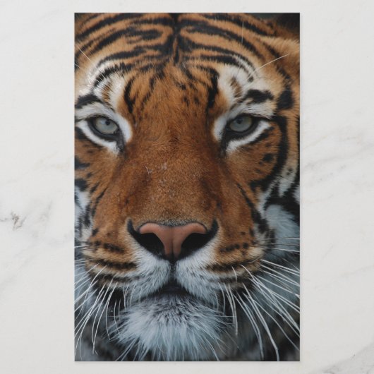 Tiger Cat Stripes Jungle Mist Animal Briefpapier (Vorderseite)
