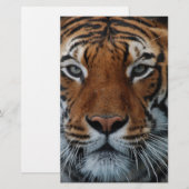 Tiger Cat Stripes Jungle Mist Animal Briefpapier (Vorne/Hinten)