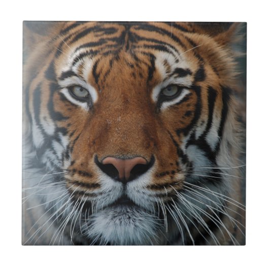 Tiger Cat Stripes Jungle Mist Animal Fliese (Vorderseite)