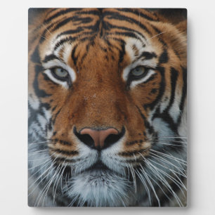 Tiger Cat Stripes Jungle Mist Animal Fotoplatte