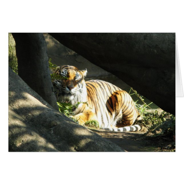 Tiger Catnap (Vorderseite (Horizontal))