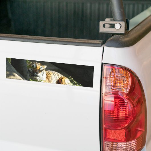 Tiger Catnap Autoaufkleber (Auf Lkw)